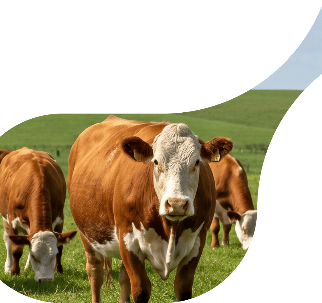 background-hero-mb-1-cattle