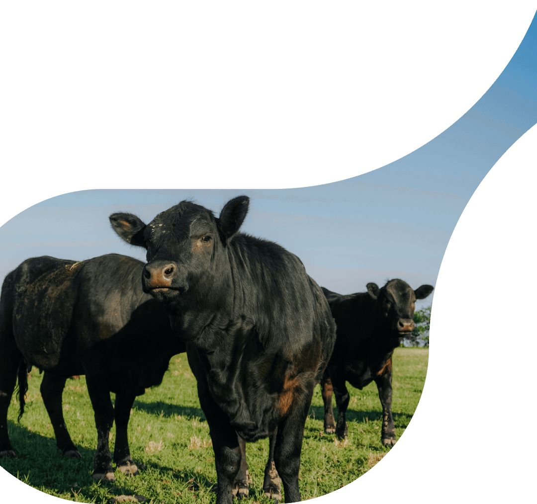 background-hero-mb-2-cattle
