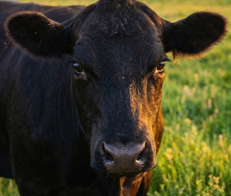 harvest-cattle1