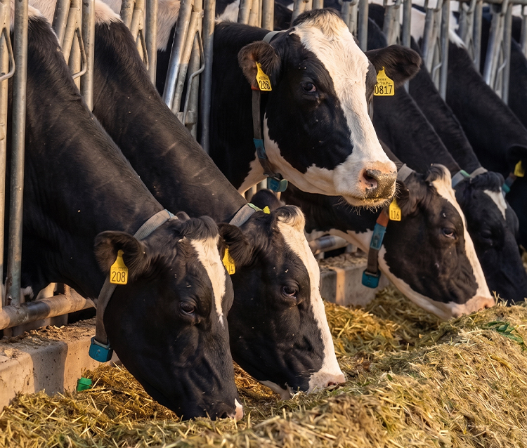 harvest-cattle2