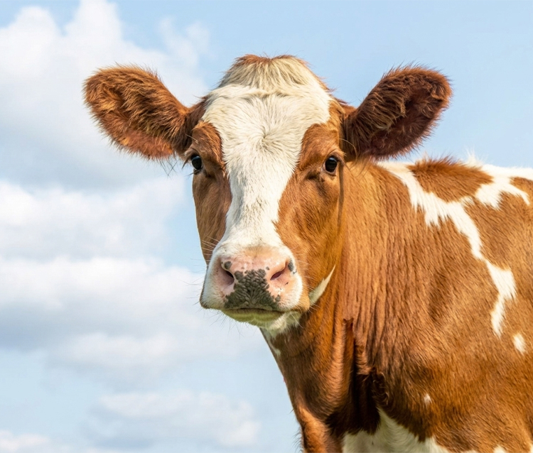 harvest-cattle3